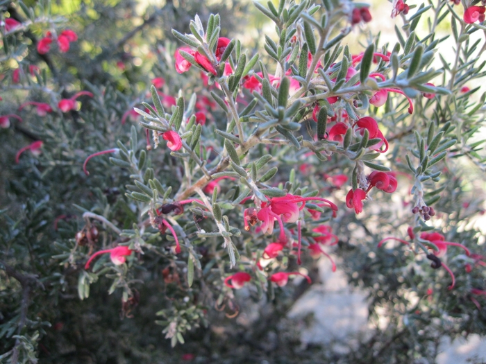 Woolly Grevillea - Grevillea lanigera from Sloat Gardens