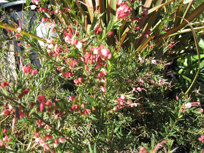 Dwarf Pink Rosemary Grevillea - Grevillea rosmarinifolia Dwarf Pink from Sloat Gardens