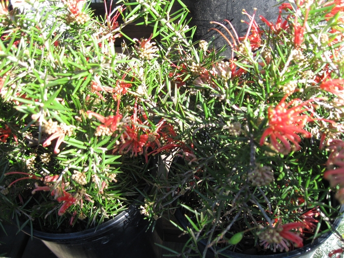 Spiny Grevillea - Grevillea juniperina 'Lava Cascade' from Sloat Gardens
