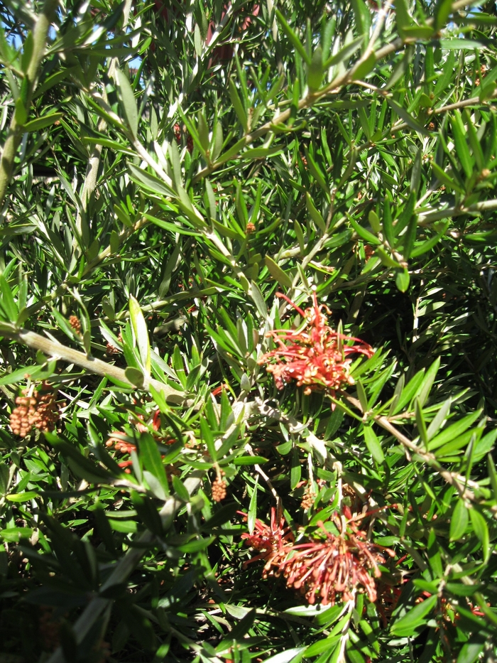 Grevillea - Grevillea 'Constance' from Sloat Gardens