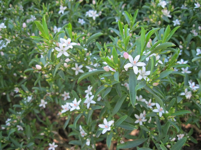 Philotheca - Eriostemon myoporoides 'Profusion' from Sloat Gardens