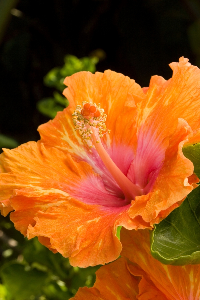 Fiesta Hibiscus - Hibiscus rosa sinensis 'Fiesta' from Sloat Gardens