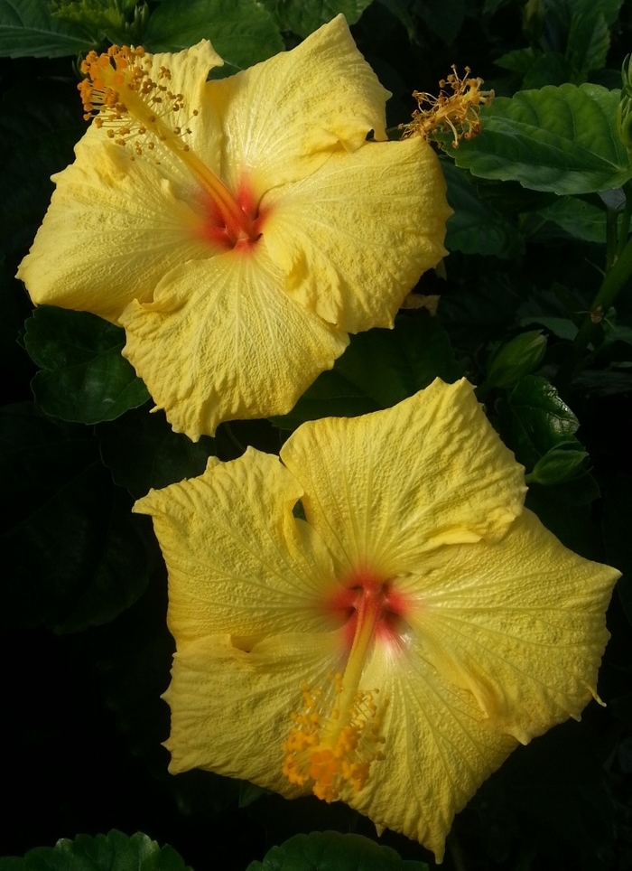 Hula Girl Hibiscus - Hibiscus rosa sinensis 'Hula Girl' from Sloat Gardens