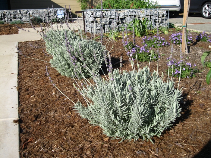 Goodwin Creek Lavender - Lavandula 'Goodwin Creek Grey' from Sloat Gardens