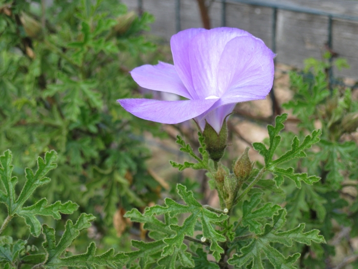 Santa Cruz Blue Hibiscus - Alyogyne huegelii 'Santa Cruz' from Sloat Gardens