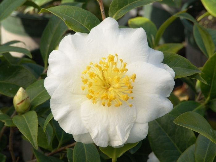 Silver Waves Camellia - Camellia japonica 'Silver Waves' from Sloat Gardens