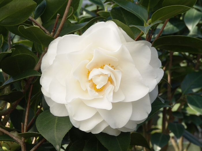 Swan Lake Camellia - Camellia japonica 'Swan Lake' from Sloat Gardens