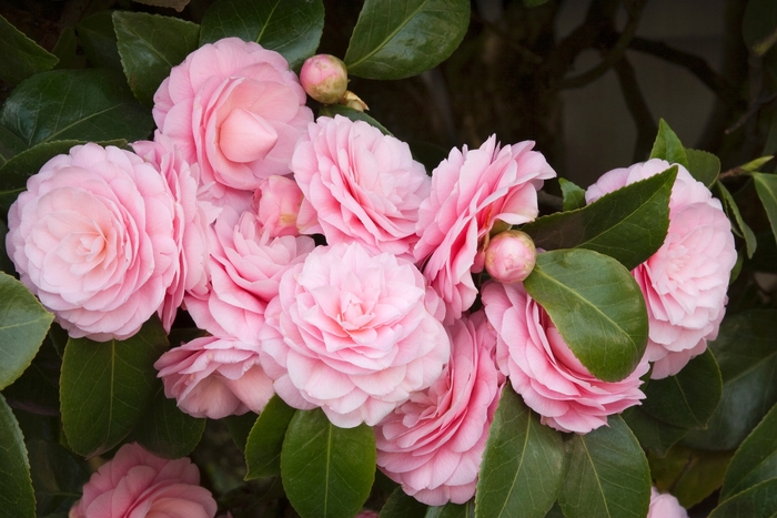 Pearl Maxwell Camellia - Camellia japonica 'Pearl Maxwell' from Sloat Gardens
