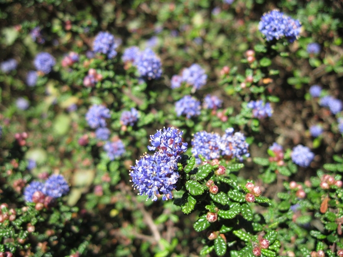 California Lilac - Ceanothus 'Julia Phelps' from Sloat Gardens