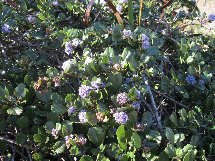 California Lilac - Ceanothus griseus 'Anchor Bay' from Sloat Gardens