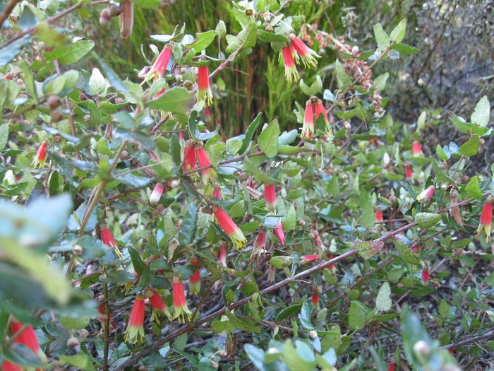 Australian Fuchsia - Correa reflexa from Sloat Gardens