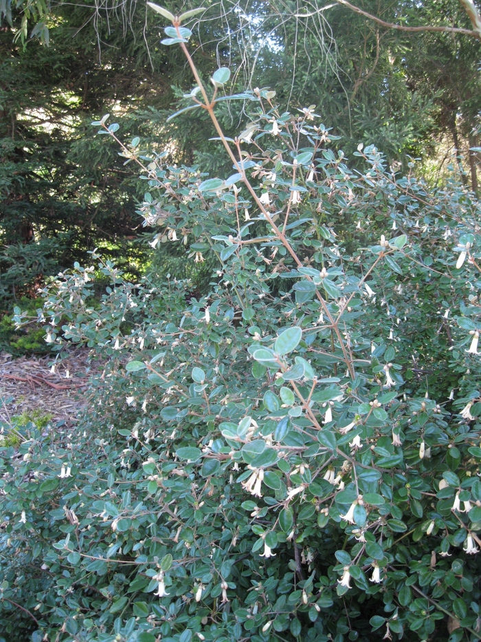 White Australian Fuchsia - Correa alba from Sloat Gardens