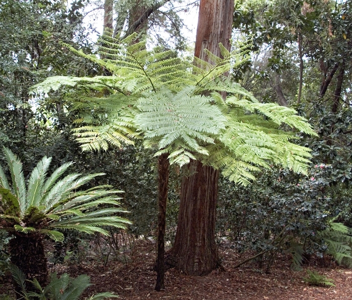 Australian Tree Fern - Cyathea cooperi from Sloat Gardens