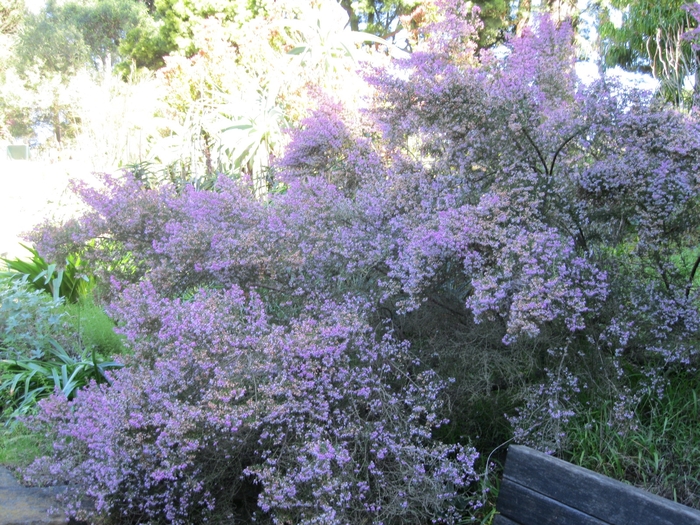 Winter Erica - Erica canaliculata from Sloat Gardens