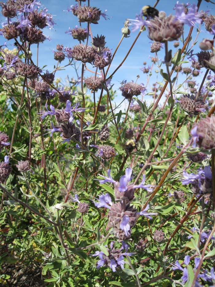 California Blue Sage - Salvia clevelandii from Sloat Gardens