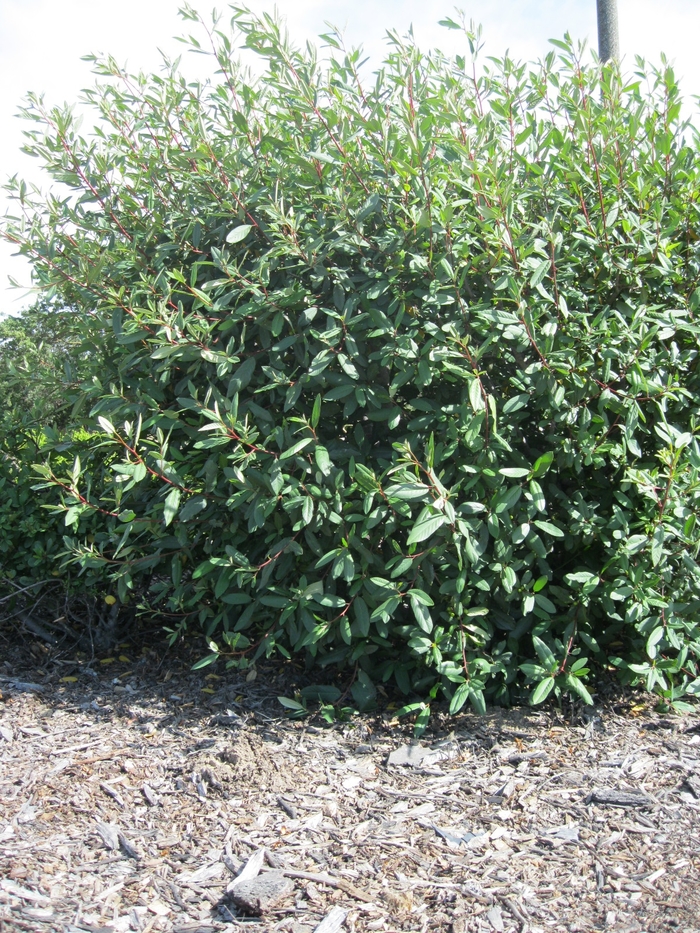 Eve Case Buckthorn - Rhamnus californica 'Eve Case' from Sloat Gardens
