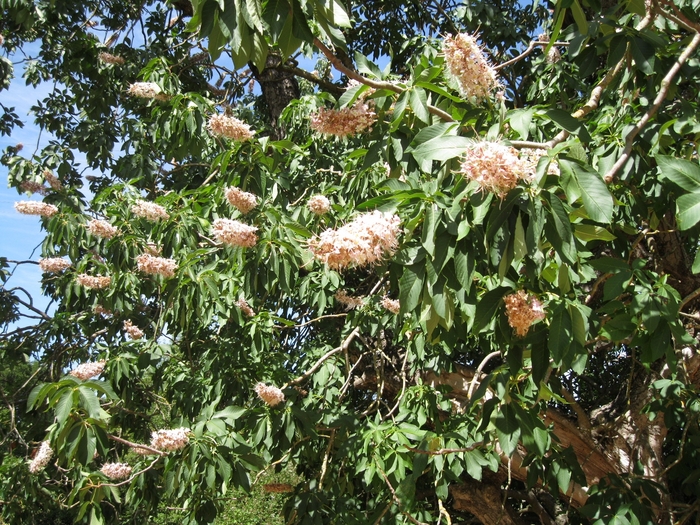 California Buckeye - Aesculus californica from Sloat Gardens