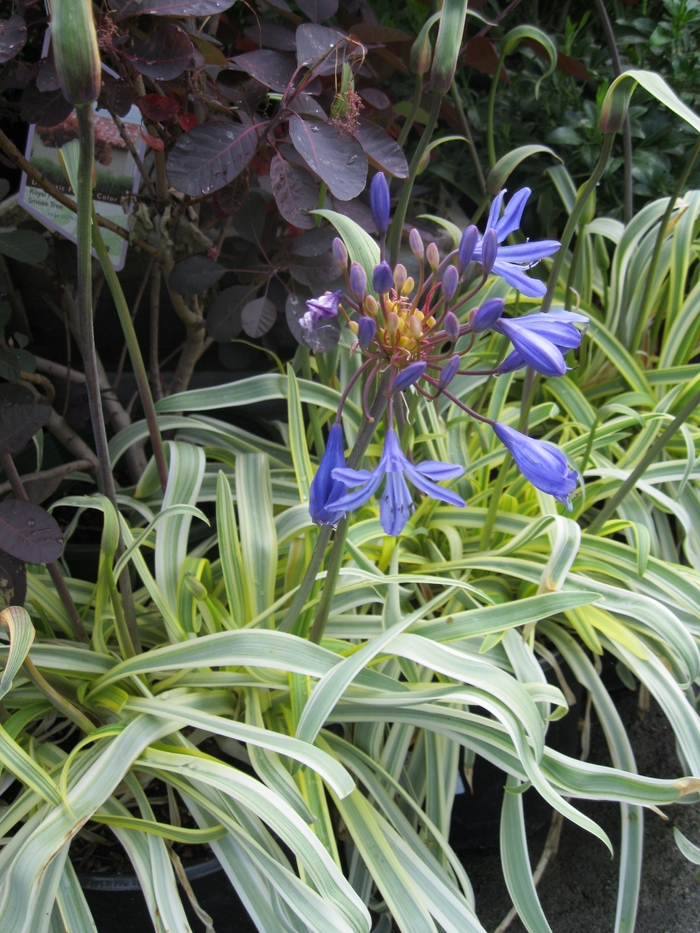 Variegated African Lily - Agapanthus 'Streamline' from Sloat Gardens