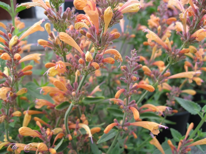 Anise Hyssop - Agastache x 'Tutti Frutti' from Sloat Gardens