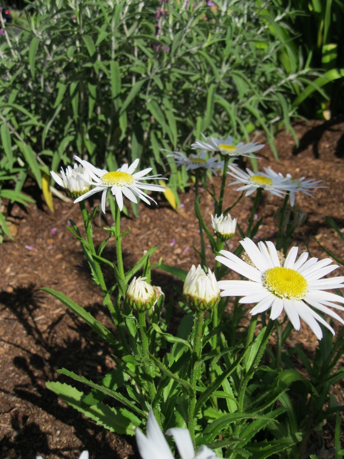 Shasta Daisy - Chrysanthemum maximum (superbum) from Sloat Gardens