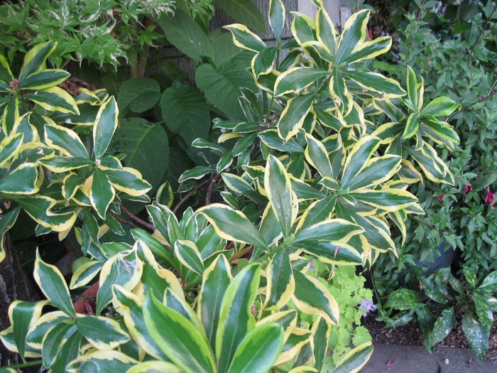 Variegated Daphne - Daphne 'Maejima' from Sloat Gardens