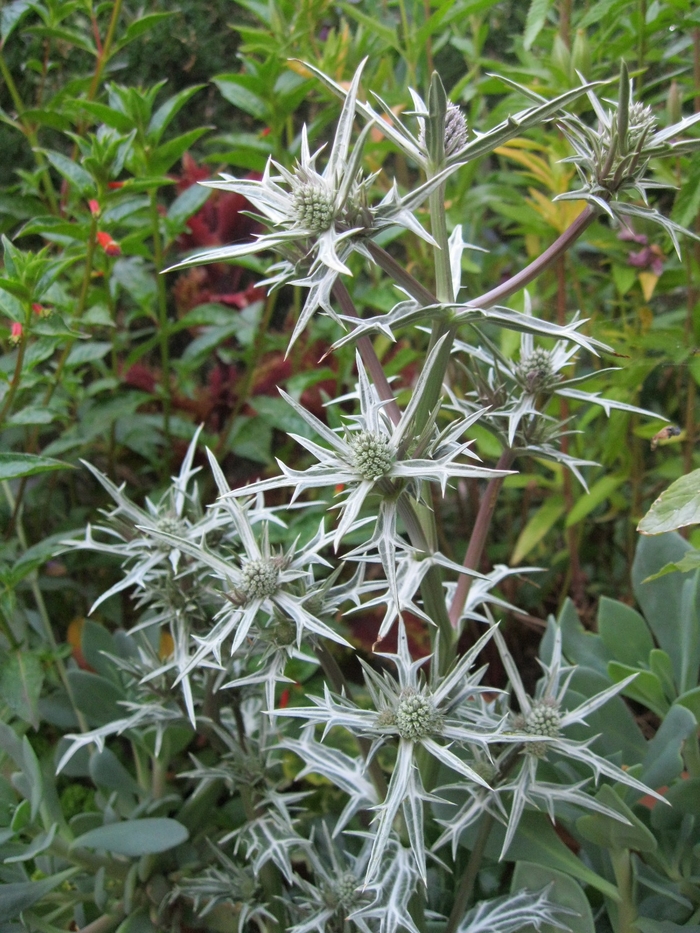Variegated Sea Holly - Eryngium variifolium from Sloat Gardens