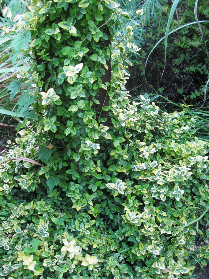 Wintercreeper Euonymus - Euonymus fortunei 'Emerald n' Gold' from Sloat Gardens