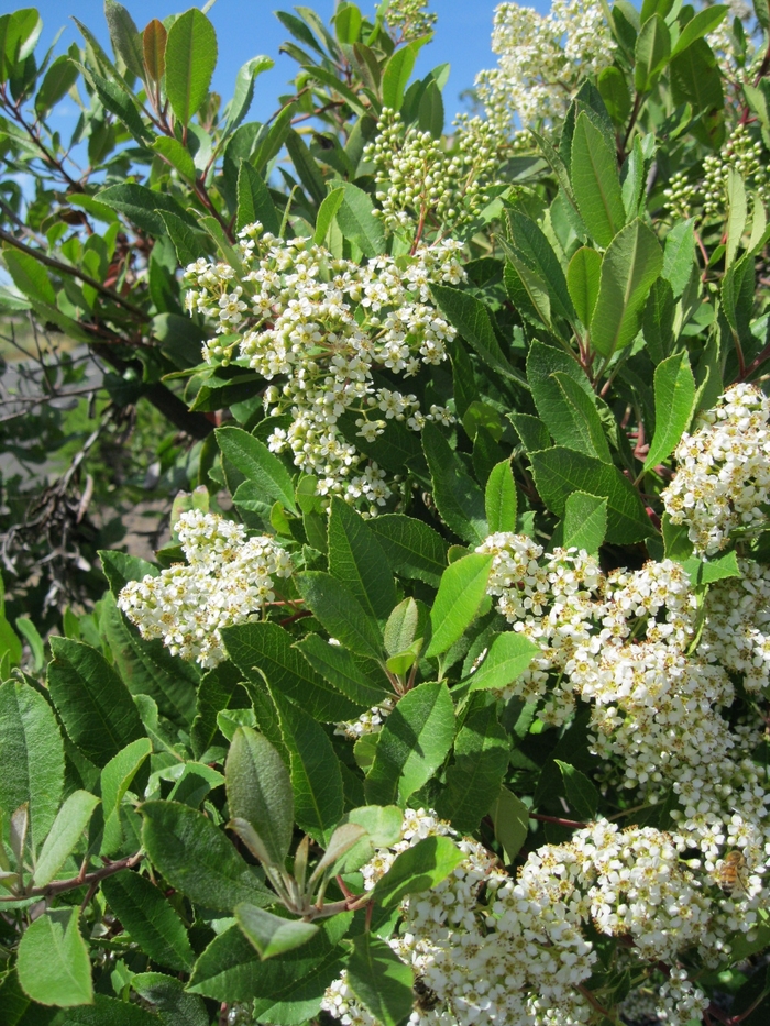 Toyon - Heteromeles arbutifolia from Sloat Gardens