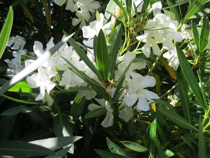 White Oleander - Nerium oleander 'White' from Sloat Gardens