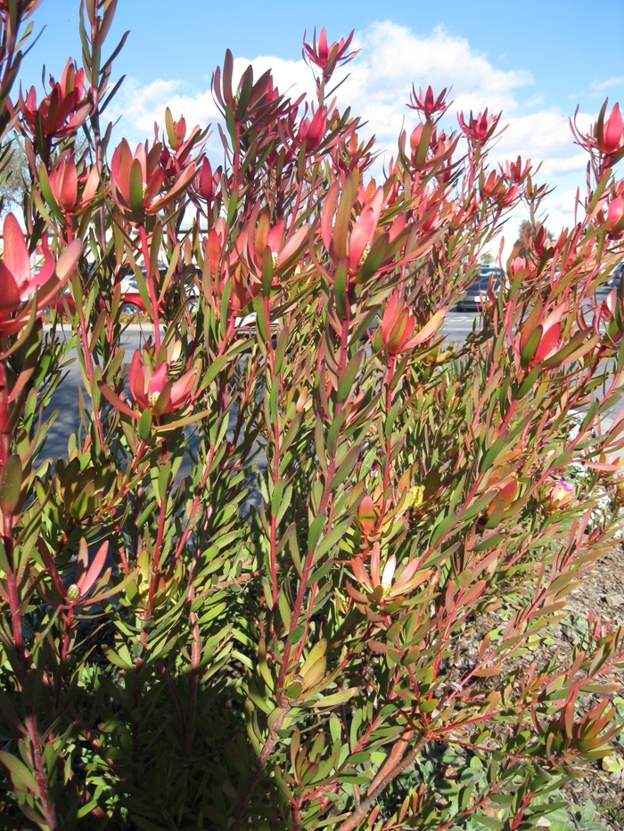 Leucodendron - Leucadendron 'Safari Sunset' from Sloat Gardens