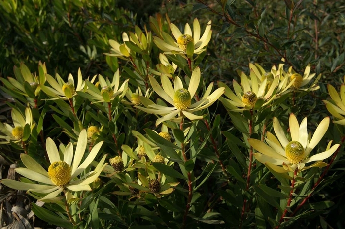 Leucadendron - Leucadendron 'Wilson's Wonder' from Sloat Gardens
