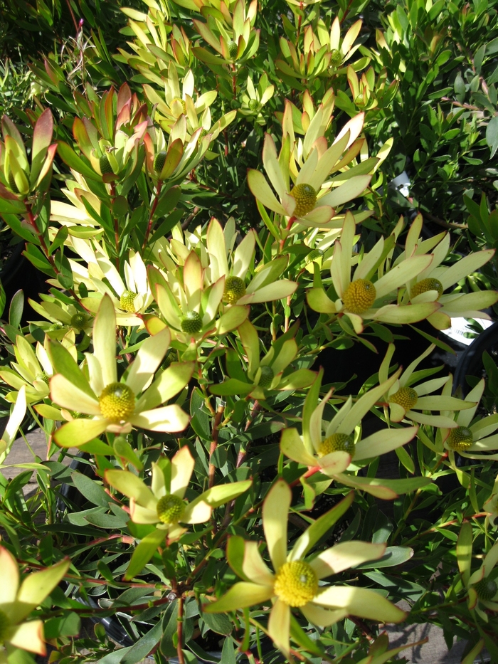 Leucadendron - Leucadendron 'Gold Tip' from Sloat Gardens
