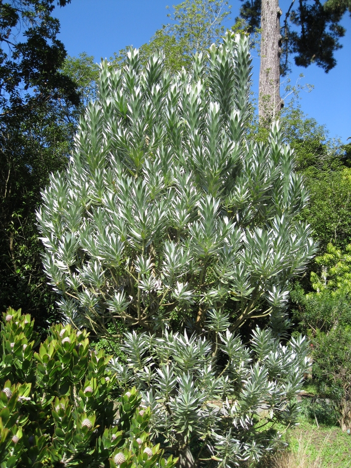 Silver Tree - Leucadendron argenteum from Sloat Gardens