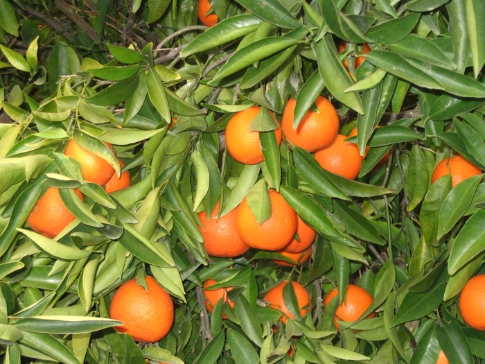 Clementine Mandarin - Citrus reticulata 'Clementine' from Sloat Gardens