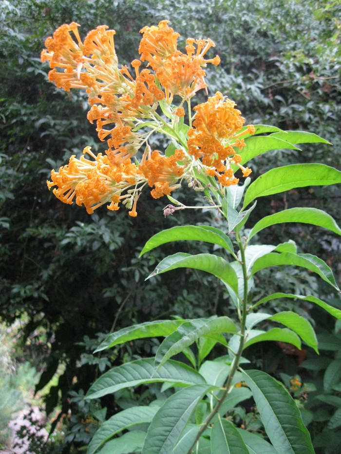 Orange Cestrum - Cestrum aurantiacum from Sloat Gardens