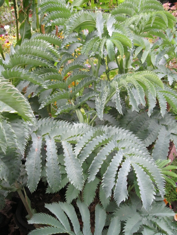 Honey Bush - Melianthus major from Sloat Gardens