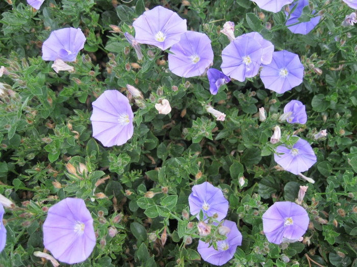 Ground Morning Glory - Convolvulus sabatius(mauritanicus) from Sloat Gardens Ground Morning Glory - Convolvulus sabatius(mauritanicus) from Sloat Gardens