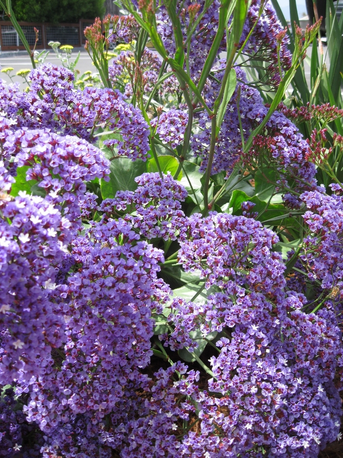 Sea Lavender - Limonium perezii from Sloat Gardens