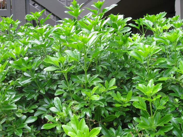 Mexican orange - Choisya ternata from Sloat Gardens