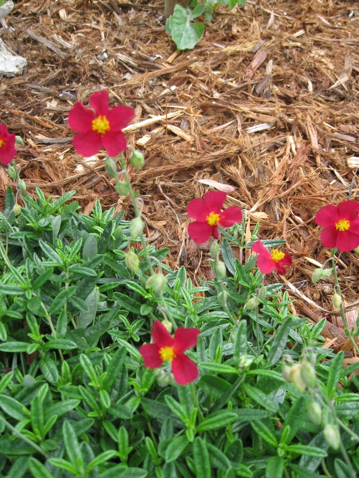 Wine Red Sunrose - Helianthemum nummularium 'Mesa Wine' from Sloat Gardens