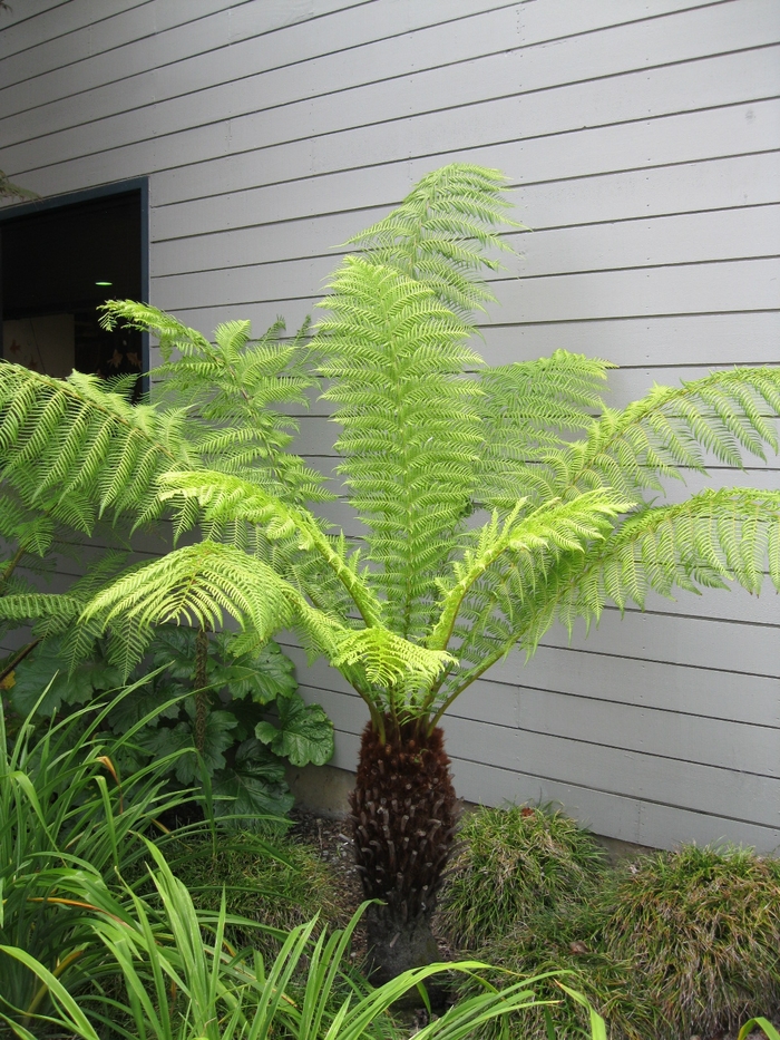 New Zealand tree Fern - Dicksonia antarctica from Sloat Gardens