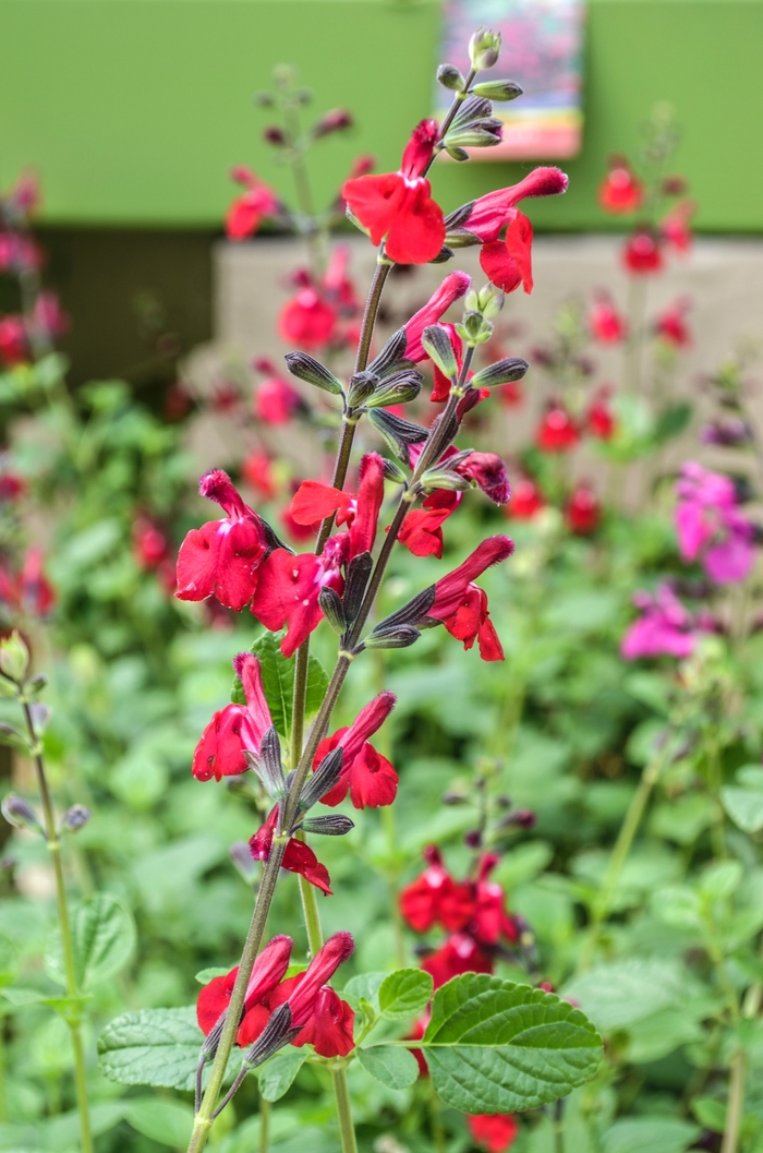 Bright Eyes Salvia - Salvia 'Bright Eyes' from Sloat Gardens