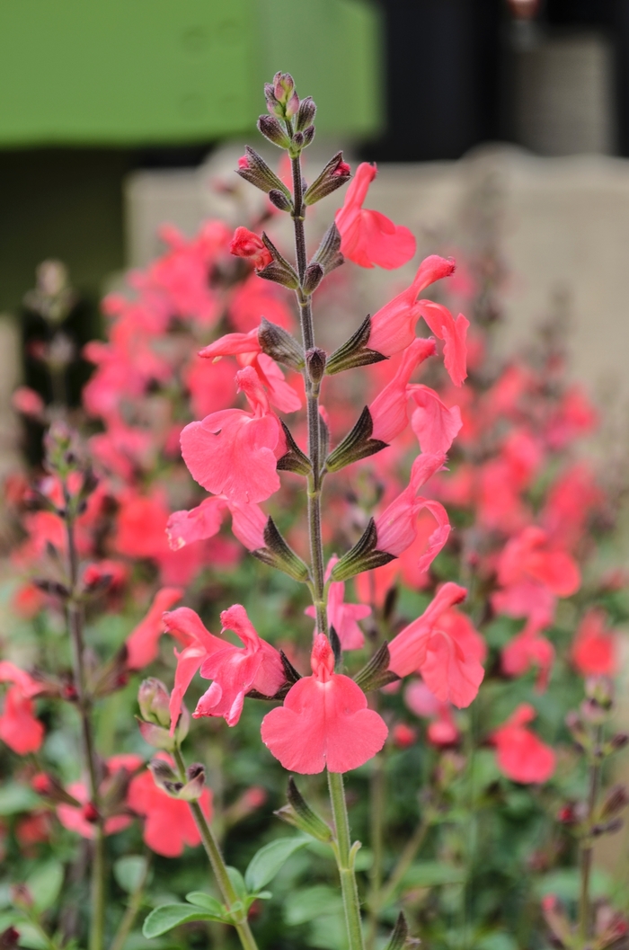 Fire Dancer Salvia - Salvia 'Fire Dancer' from Sloat Gardens