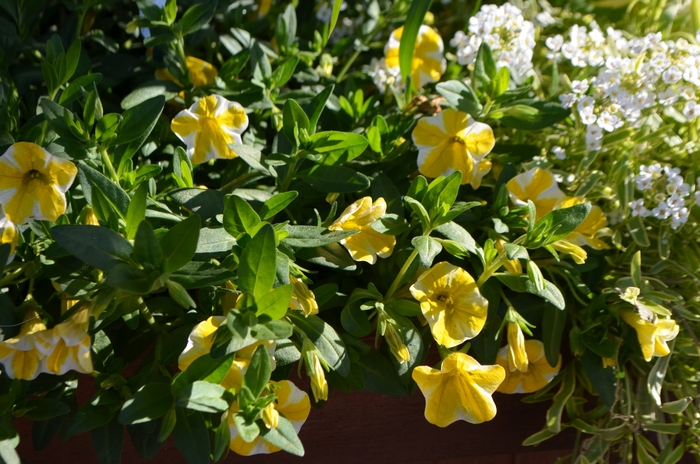 Superbells® Lemon Slice - Calibrachoa hybrid from Sloat Gardens