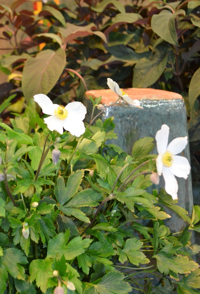 Wild Swan Anemone - Anemone x 'Wild Swan' from Sloat Gardens