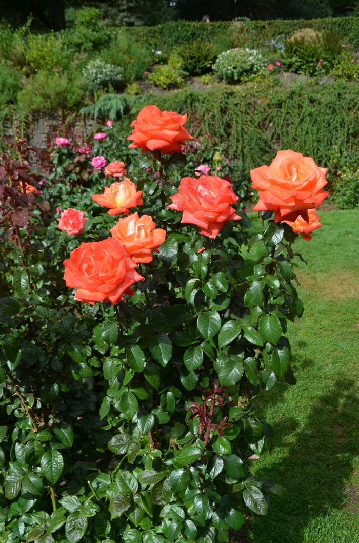 Octoberfest Rose - Rosa Grandiflora Octoberfest from Sloat Gardens