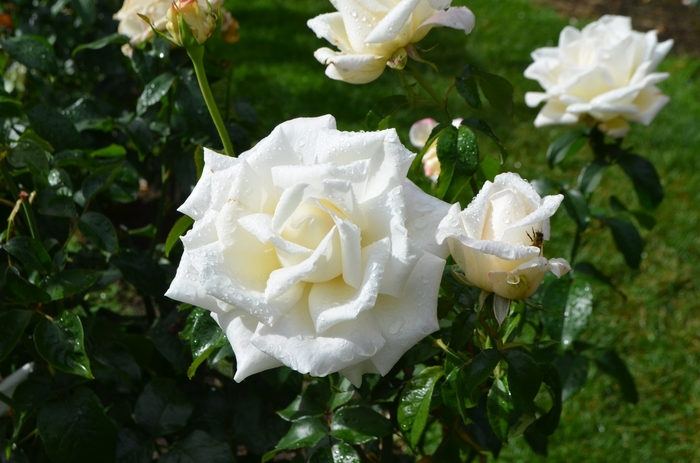 Full Sail Rose - Hybrid Tea Rose from Sloat Gardens