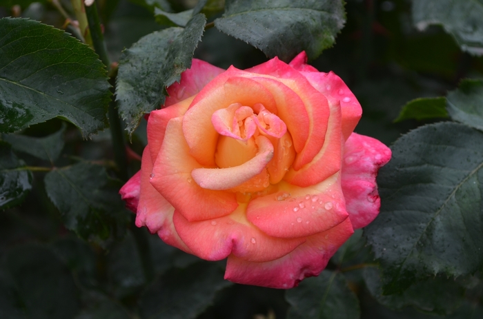 Dream Come True Rose - Rosa Grandiflora Dream Come True from Sloat Gardens