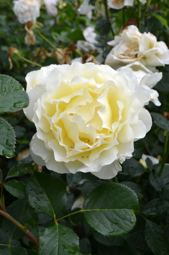 White Licorice Rose - Rosa Floribunda White Licorice from Sloat Gardens