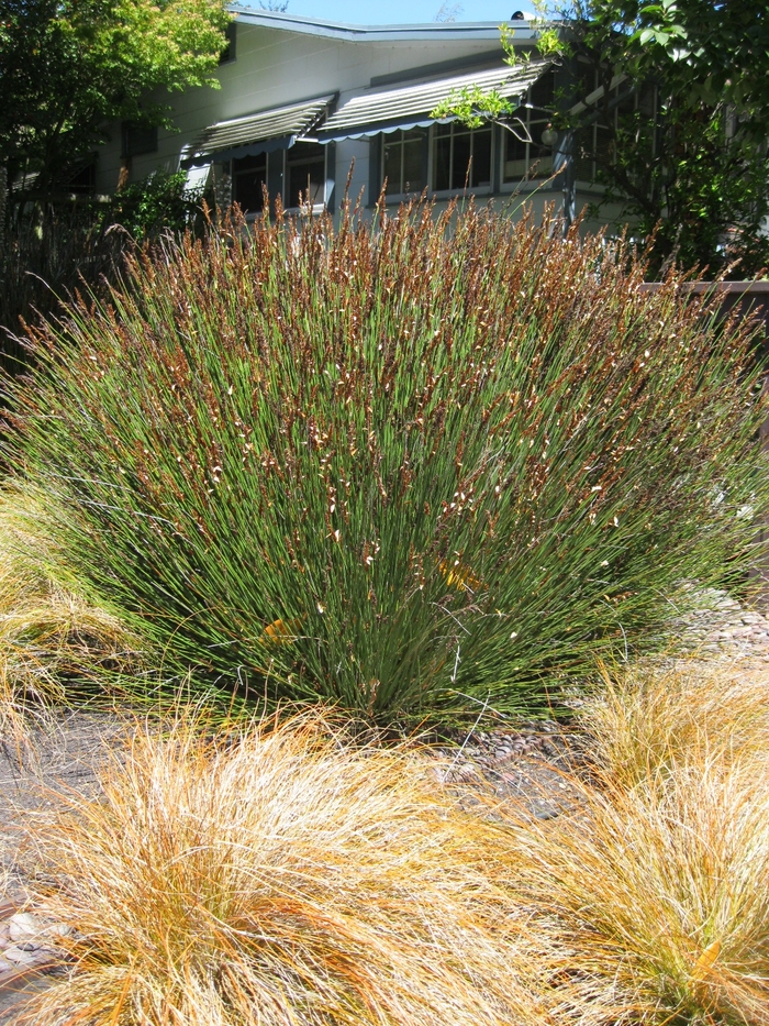 Cape Rush - Chondropetalum elephantinum from Sloat Gardens